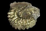1.95" Pyritized (Pleuroceras) Ammonite Fossil - Germany - #131128-1